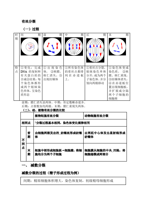 高中生物必修二有丝分裂_减数分裂详尽分析