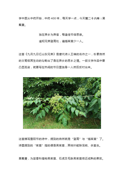 中药400味之二十六：吴茱萸