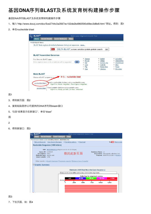 基因DNA序列BLAST及系统发育树构建操作步骤