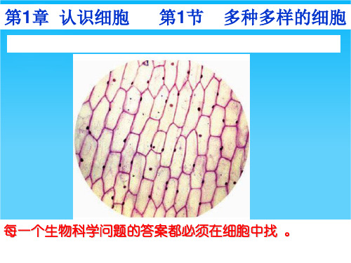 2016北师大版生物必修一课件1.1多种多样的细胞