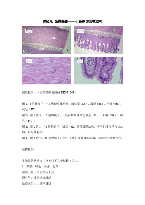 细胞生物学实验九 《显微摄影——小肠纵切显微结构》实验报告