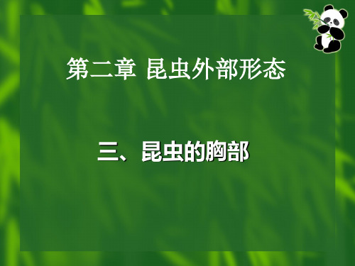 第二章 昆虫外部形态胸、腹