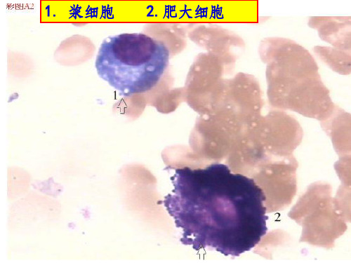 骨髓细胞图谱PPT课件