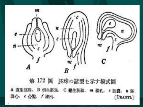 植物形态解剖学：叶和花