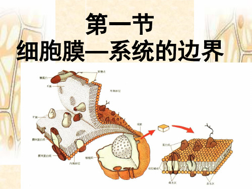 细胞膜—系统的边界