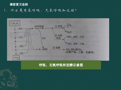 实验五 霉菌的形态结构观察讲解