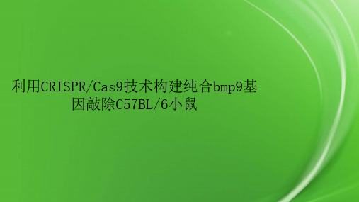 利用CRISPRCas9技术构建纯合bmp9基因敲除C57BL6小鼠