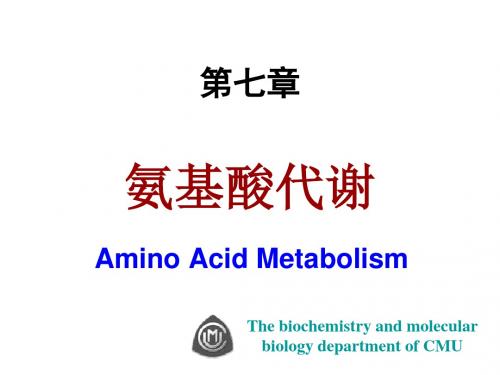 7氨基酸代谢-78页PPT精品文档