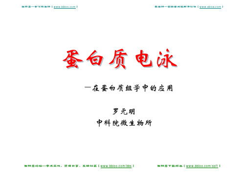 蛋白质电泳