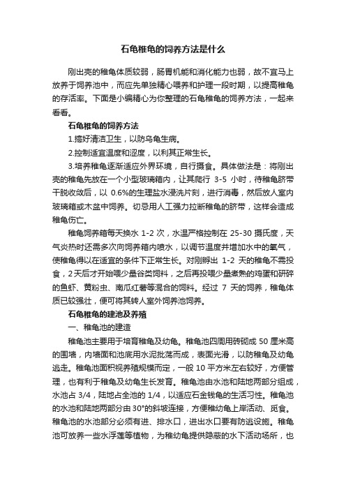 石龟稚龟的饲养方法是什么