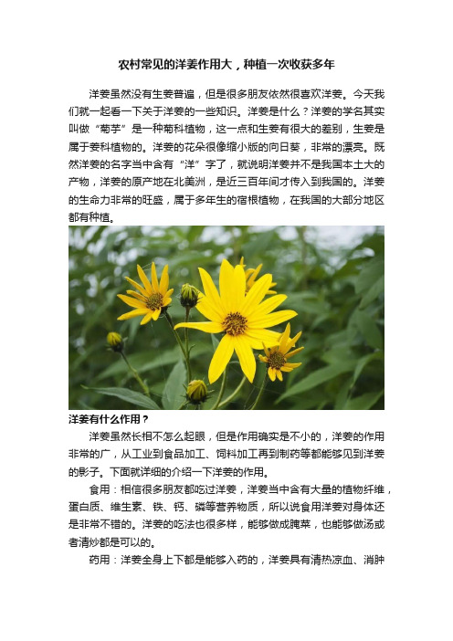 农村常见的洋姜作用大，种植一次收获多年