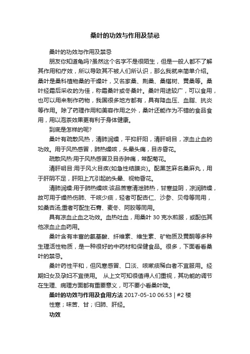 桑叶的功效与作用及禁忌