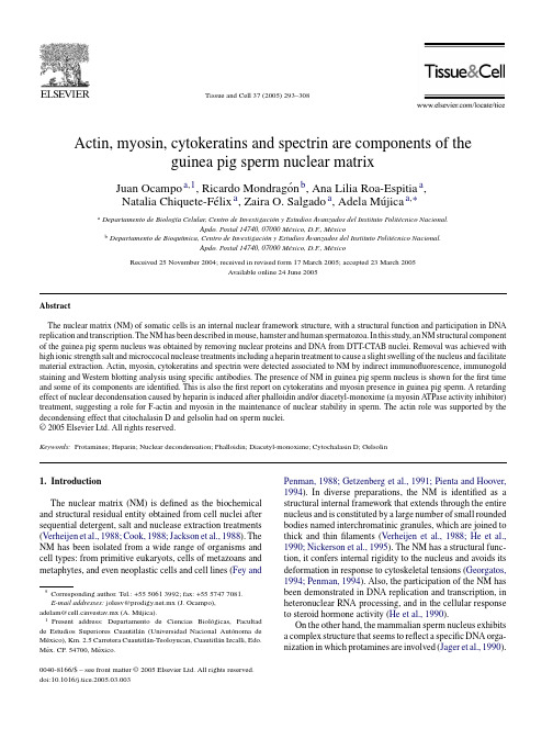 Actin, myosin, cytokeratins and spectrin are components of the