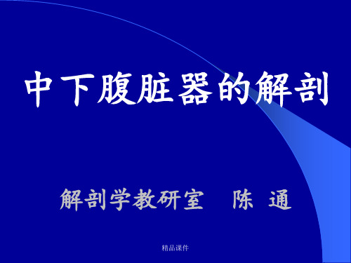 中、下腹部脏器的应用解剖