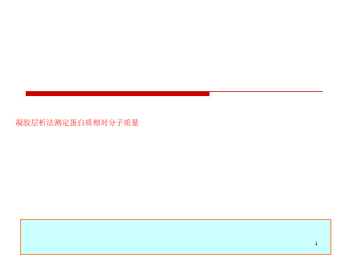 凝胶层析法测定蛋白质相对分子质量