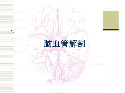 脑血管解剖ppt课件