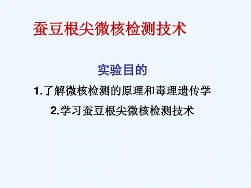 7,8,9综合实验蚕豆根尖微核检测技术