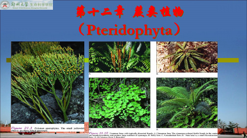 第十一章 蕨类植物