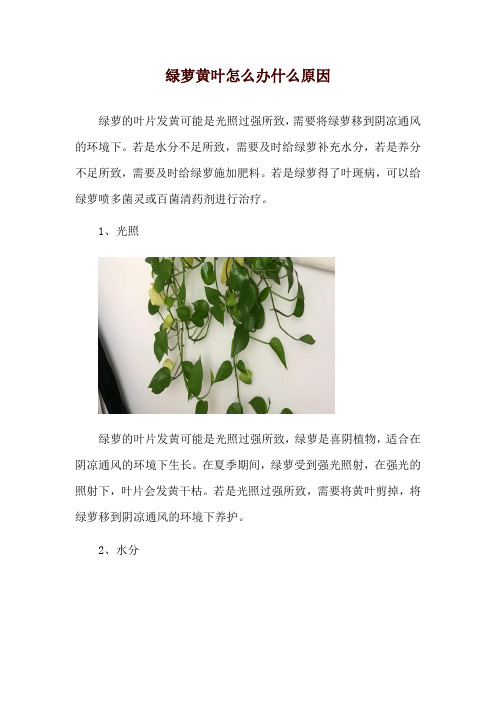 绿萝黄叶怎么办什么原因