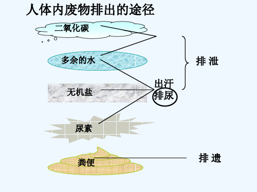 生物人教版七年级下册人体内废物的排出——尿的形成和排出精品PPT课件