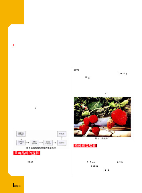 草莓种苗脱毒快繁体系的建立及温室层架栽培技术的应用