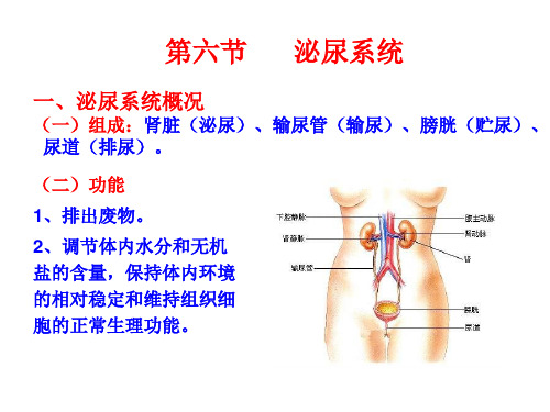 幼儿卫生学4泌尿神经内分泌系统