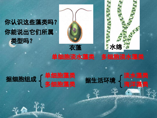 中考生物生物圈中的绿色植物复习课件新人教版
