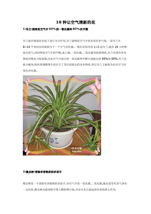 18种让空气清新的花