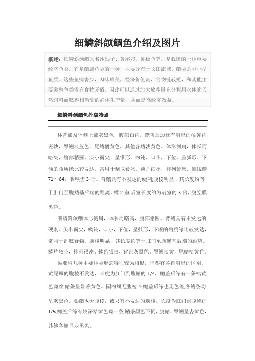 细鳞斜颌鲴鱼介绍及图片