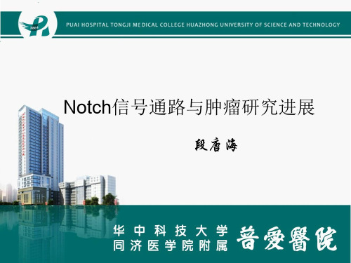 Notch信号通路与肿瘤研究进展