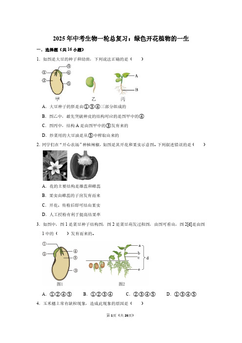 2025年中考生物一轮总复习：绿色开花植物的一生(附答案解析)