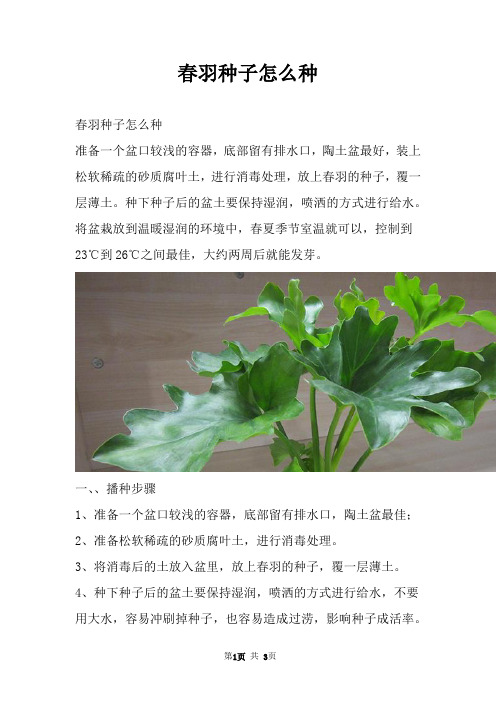 春羽种子怎么种