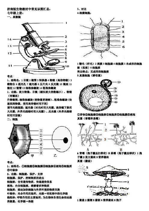 2018中考济南版生物常见识图汇总