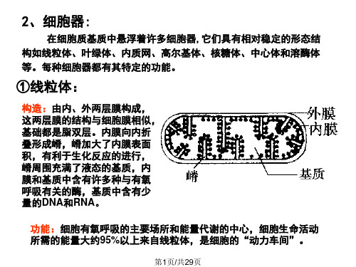 主要细胞器结构和功能