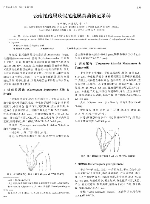 云南尾孢属及假尾孢属真菌新记录种