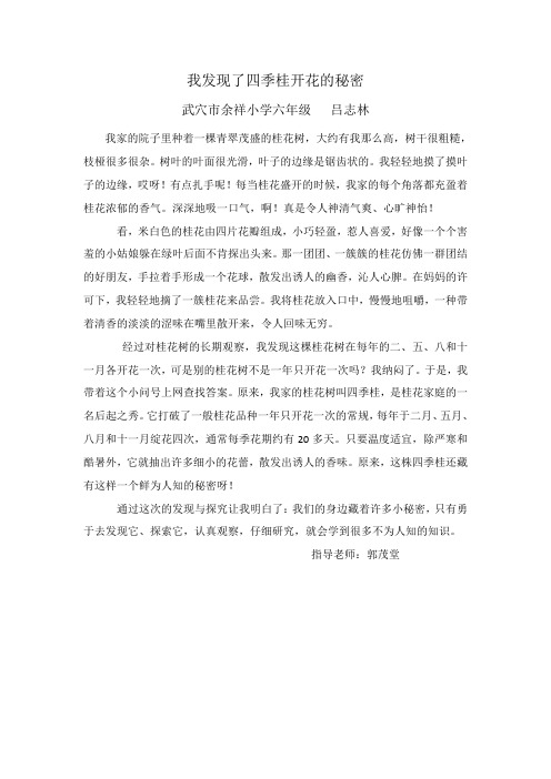 我发现了四季桂开花的秘密