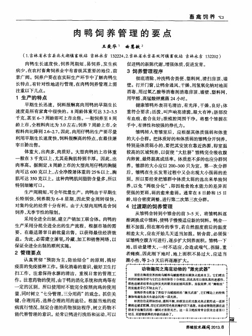 肉鸭饲养管理的要点