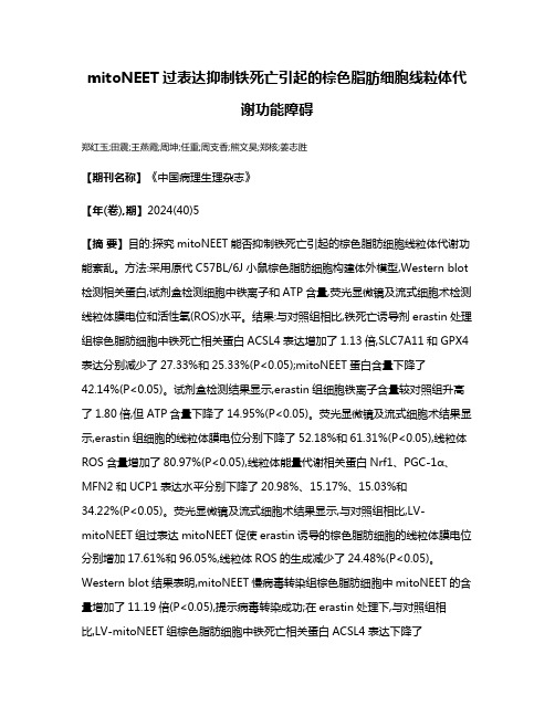 mitoNEET过表达抑制铁死亡引起的棕色脂肪细胞线粒体代谢功能障碍