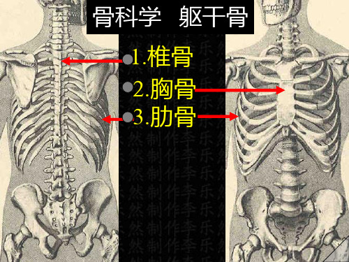 骨科学 躯干骨彩色图谱