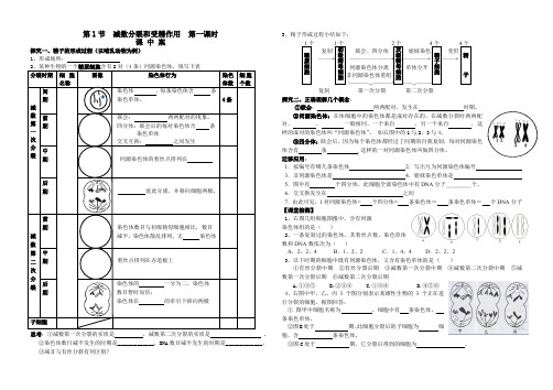 导学案减数分裂课时一