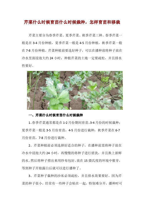 芹菜什么时候育苗什么时候栽种,怎样育苗和移栽