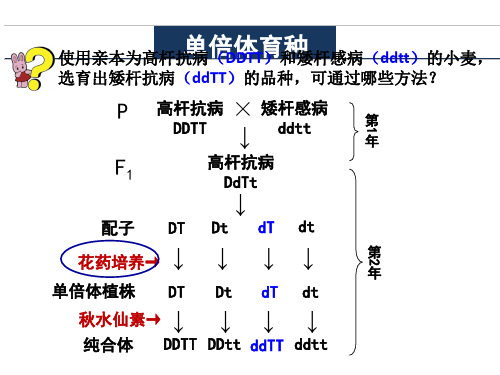 高中生物选修一：3.2月季的花药离体培养