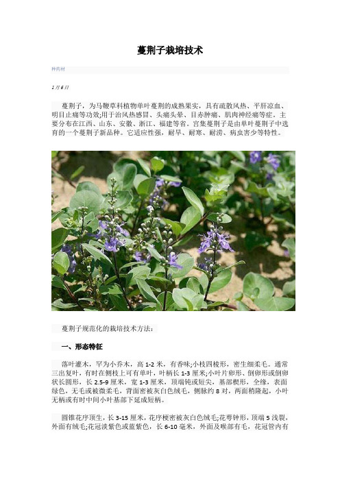 蔓荆子栽培技术