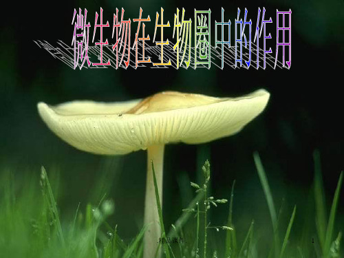 微生物在生物圈中的作用最新.ppt