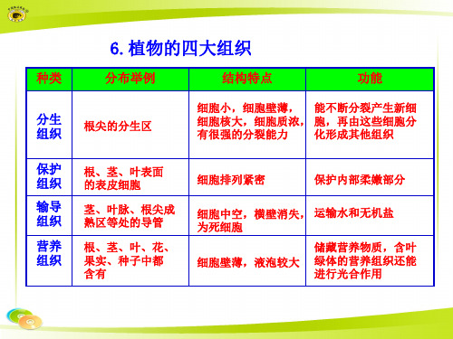 6.植物的四大组织