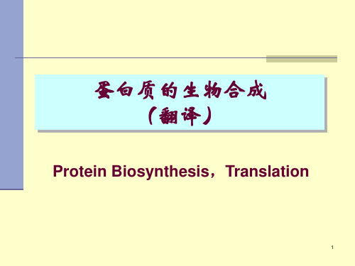 蛋白质的生物合成(翻译)