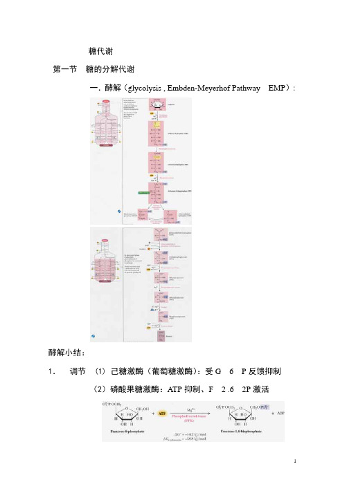 第七章 糖代谢