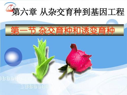 6.1杂交育种与诱变育种(好用)