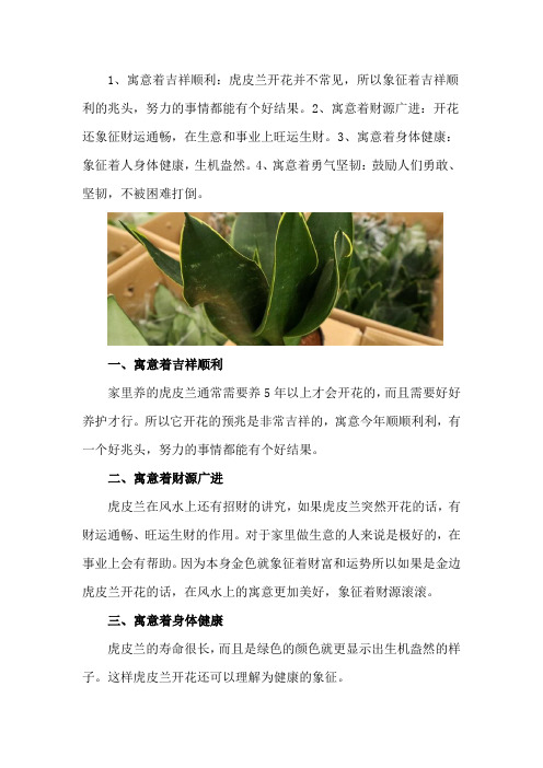 虎皮兰开花有什么预兆