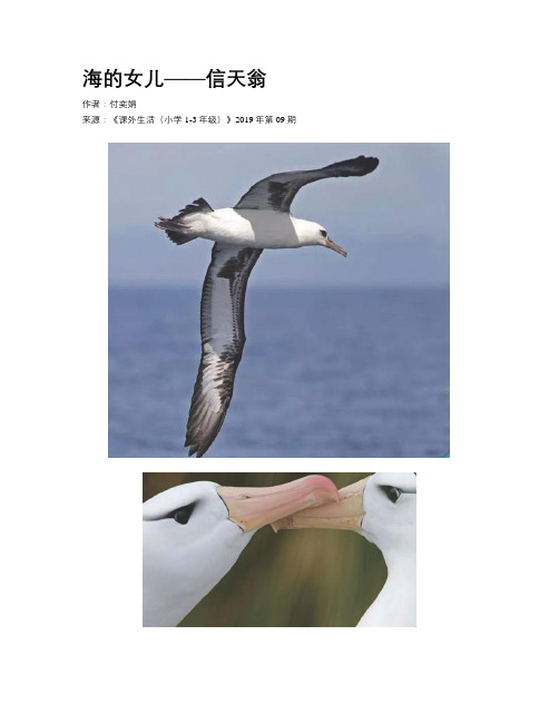 海的女儿——信天翁
